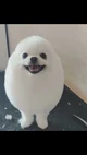 Egg Dog