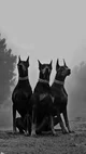 Bosses guard dogs