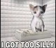 Silly cat 