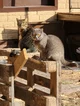 musya and Busya