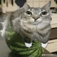 watermelon cat