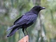 American Crow