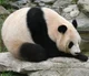 Giant Panda