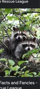 Raccoons