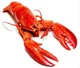 Lobster