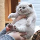 Chonky kitten