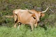 Longhorn Cow