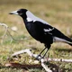 Butcherbird 