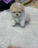 Poodle pup