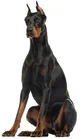 Trixy the Doberman