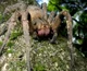 Brazilian Spider