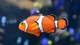 Dad Clownfish