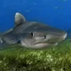 Tiger Shark