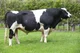 Holstein Bull