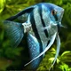 Zara The Angelfish