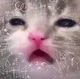 Math cat 