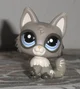 Maxwell- lps wolfcat