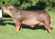 Duroc pig