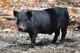 Large black Hog
