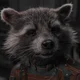 Rocket Raccoon 