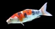 Koi