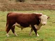 Hereford Cow