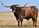 Longhorn bull
