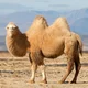 Bactrian Camel 