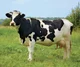 Holstein Cow