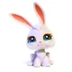 Connor- lps rabbit