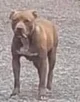 Playground Pitbull