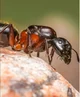 Queen Ant