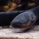 Electric Eel