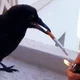 Pet crow sim