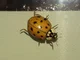 Asian Lady Beetle
