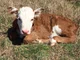 Hereford Cow Calf