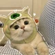 Cute cat