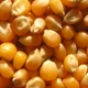 Corn Kernel