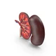 Kidney