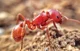 Red ant