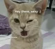 Fang the cat-