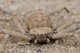 Six-eyed Sand Spider
