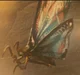 Mothra 2019