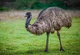 emu