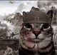 Vietnam War Cat 