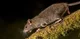 Forest Rat