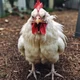 Red-eyed chicken