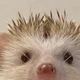 Hedgehog pet 