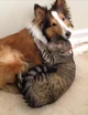 Cat and Dog