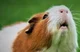 Actual Guinea pig